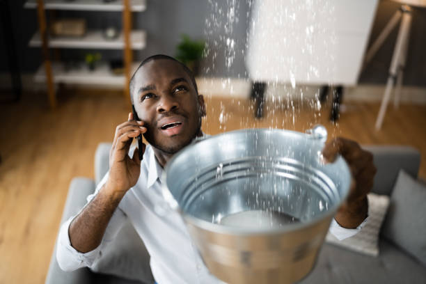 Best Professional water damage repair  in Havre, MT